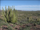 Organ Pipe Cactus National Monument, North Puerto Blanco Scenic Drive (36)